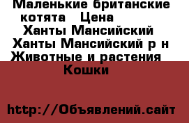 Маленькие британские котята › Цена ­ 1 000 - Ханты-Мансийский, Ханты-Мансийский р-н Животные и растения » Кошки   